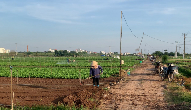 Hà Nội: Nông dân khôi phục sản xuất, hối hả chuẩn bị cho vụ cận Tết