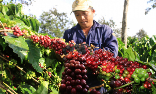 Giá cà phê ngày 6/8, bất ngờ giảm sâu 500 đồng/kg, hồ tiêu đi ngang